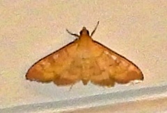 Pyraustini