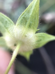 Malvaceae