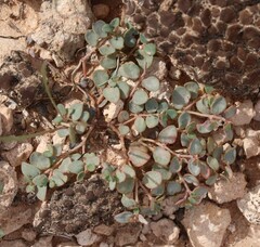 Euphorbia fendleri