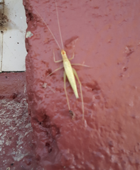 Oecanthus exclamationis