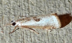 Microcrambus croesus