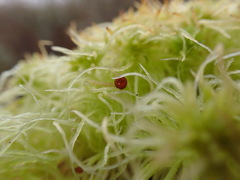 Sphagnum pacificum