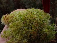 Sphagnum pacificum