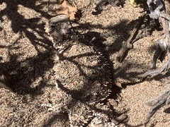 Phrynosoma blainvillii