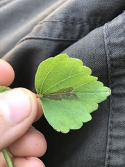 Malvaceae