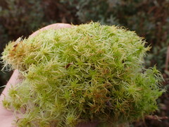 Sphagnum pacificum