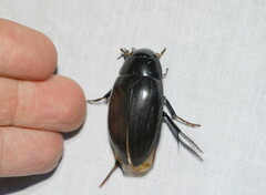 Hydrophilus latipalpus