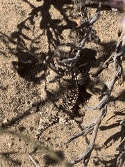 Phrynosoma blainvillii