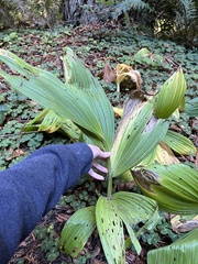 Veratrum fimbriatum