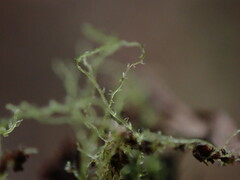Fuscocephaloziopsis lunulifolia