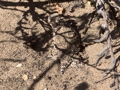 Phrynosoma blainvillii