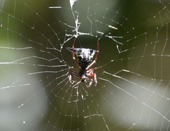Micrathena raimondi
