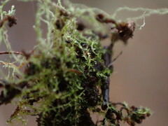 Fuscocephaloziopsis lunulifolia