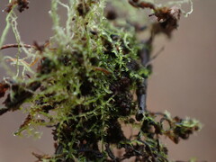 Fuscocephaloziopsis lunulifolia