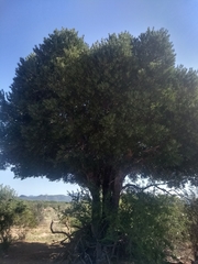 Forchhammeria watsonii