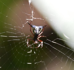 Micrathena raimondi