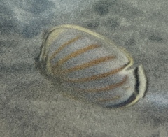 Chaetodon ornatissimus