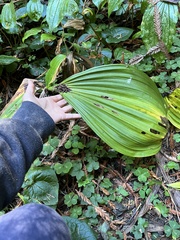 Veratrum fimbriatum