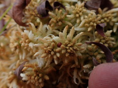 Sphagnum palustre