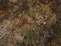 Sphagnum palustre