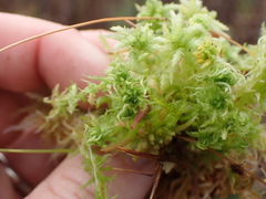 Sphagnum miyabeanum