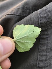 Malvaceae