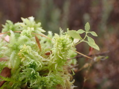 Sphagnum miyabeanum