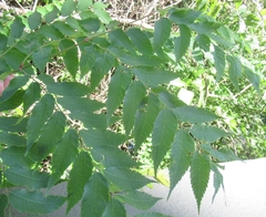 Sapindaceae