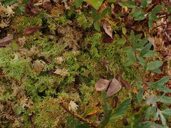 Sphagnum