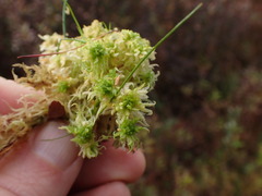 Sphagnum miyabeanum