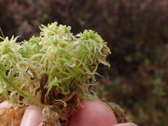 Sphagnum miyabeanum