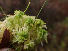 Sphagnum miyabeanum