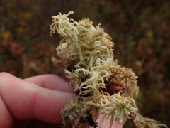 Sphagnum miyabeanum