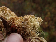 Sphagnum miyabeanum