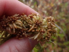 Sphagnum