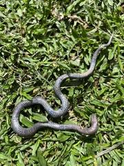 Cacophis harriettae