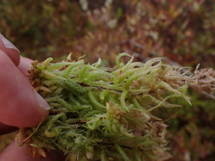 Sphagnum