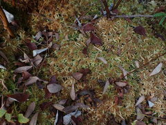 Sphagnum