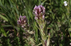 Castilleja brevistyla