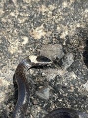 Cacophis harriettae