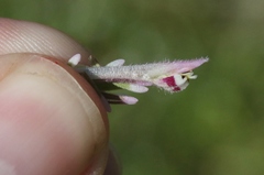 Castilleja brevistyla