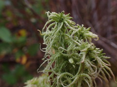 Sphagnum miyabeanum