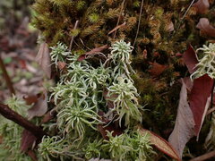 Sphagnum miyabeanum