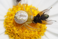 Australomisidia pilula