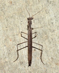 Eremiaphiloidea