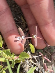 Euphorbia pediculifera