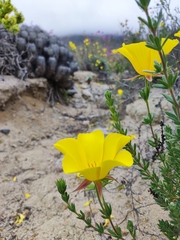 Balbisia peduncularis
