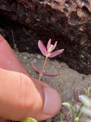Euphorbia pediculifera