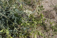 Astragalus oxyphysus