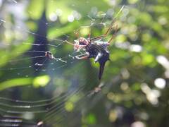 Micrathena raimondi